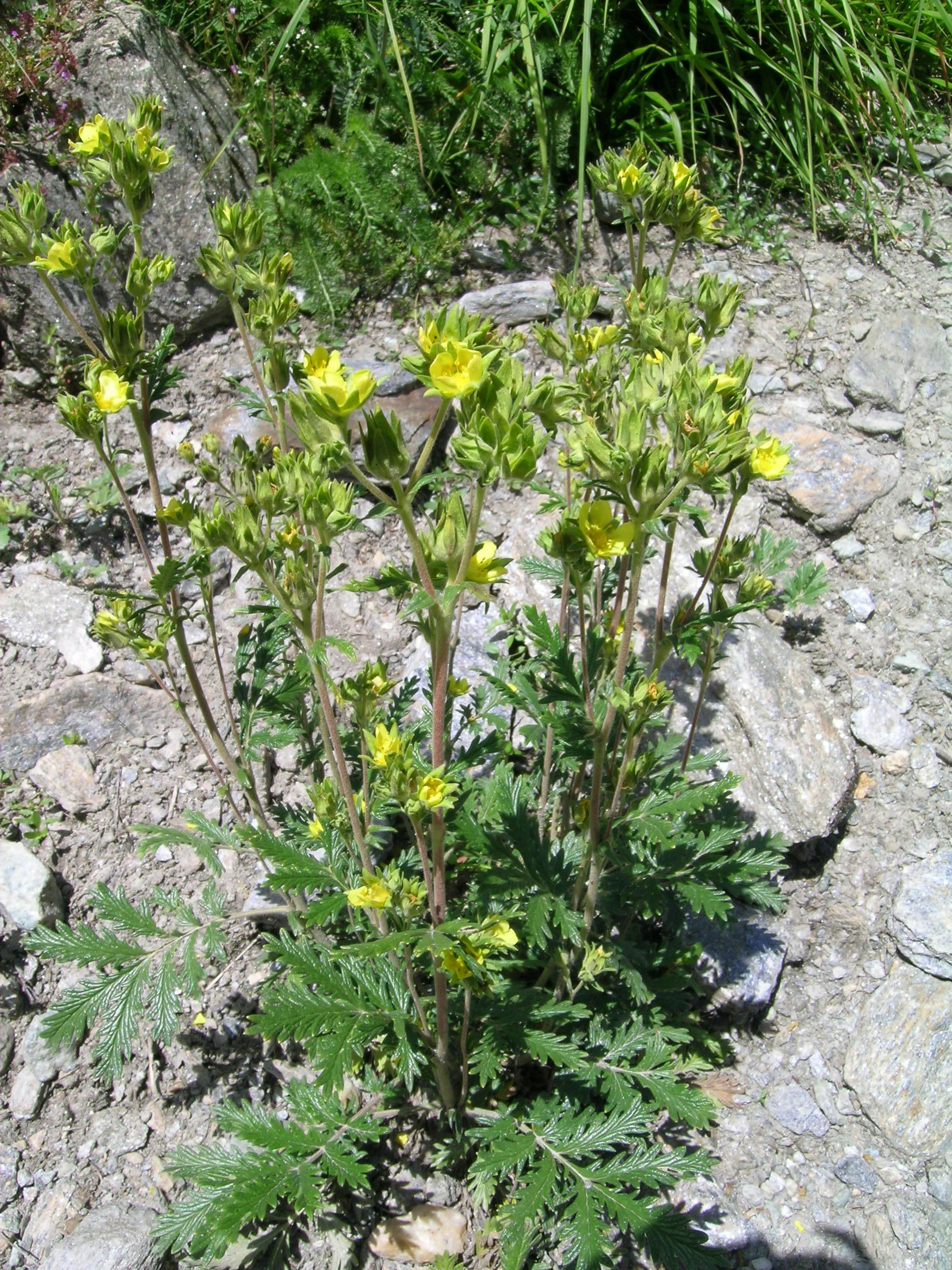 Potentilla pensylvanica
